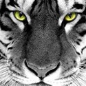 Tallassee High School Logo