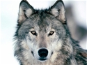 Josh Young
