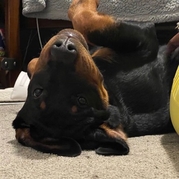 Trevon Allen-Williams