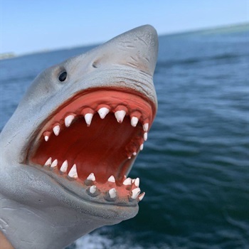 Shark(Lucas Hapunik)