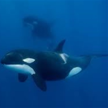 Birkhead Hoyos, Josef Aaron Josef.BirkheadHoyos.364@k12.friscoisd.org