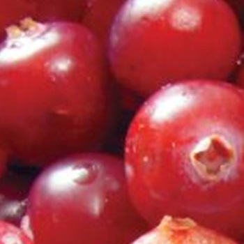 Isa Vazquez-Caldwell