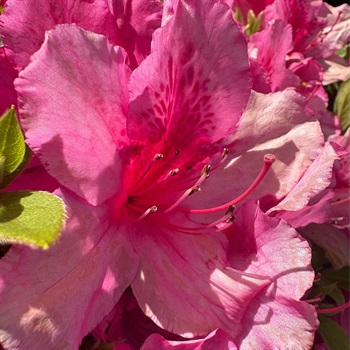 Sofia Romo Cervantes