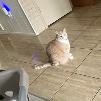 Ashton Streitenberger