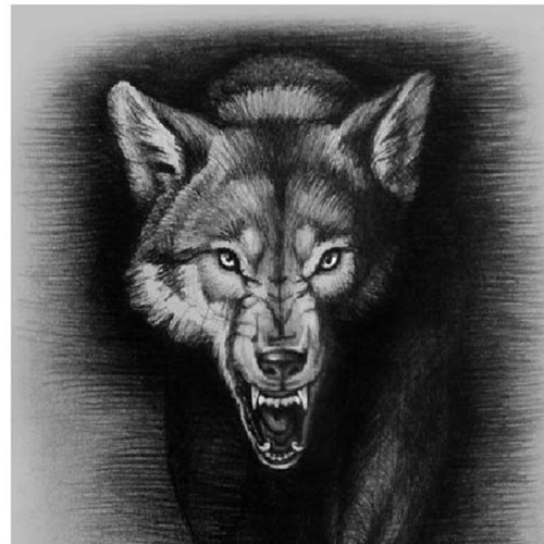 alpha wolves escondido pop warner palomar pw escondido