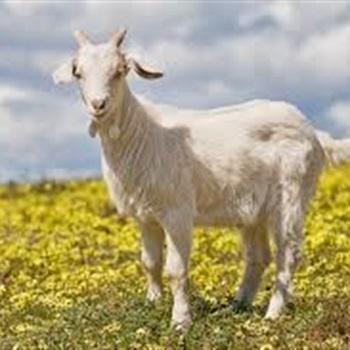 Owen "the G.O.A.T." "Foges" Fogarty