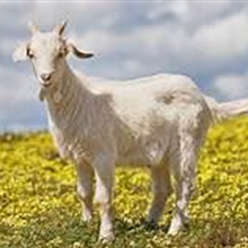 Munasir Mohamed Aka (Goat)