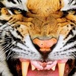 Jonesboro-Hodge High School - Jonesboro-Hodge Football